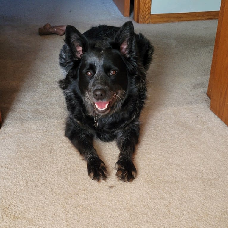 Odin 'stinky butt' Mussatti, an Australian Cattle Dog tested with EmbarkVet.com