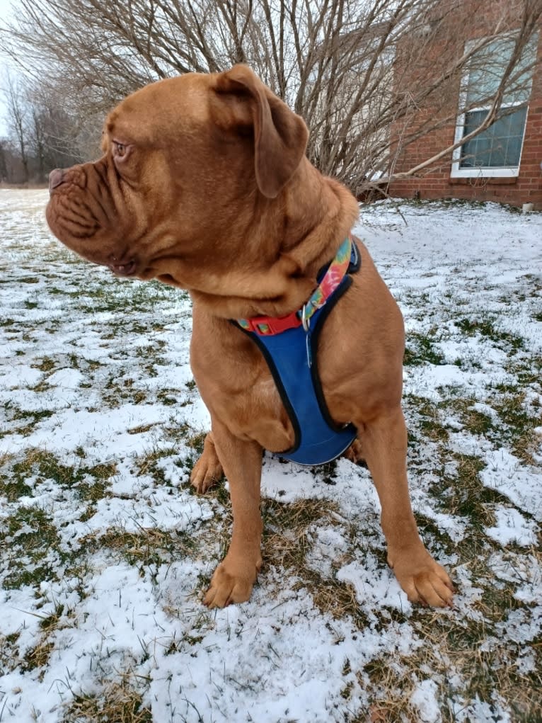 Brutis II, a Dogue de Bordeaux tested with EmbarkVet.com