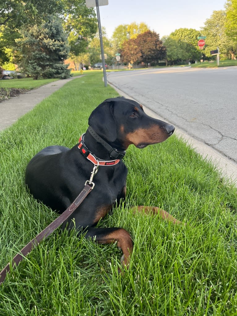 Arlo, a Doberman Pinscher tested with EmbarkVet.com