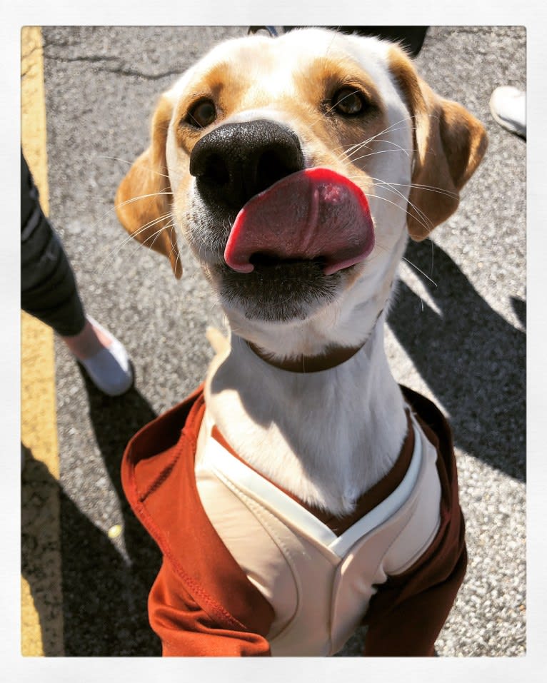 Charlie, a Labrador Retriever and Boxer mix tested with EmbarkVet.com