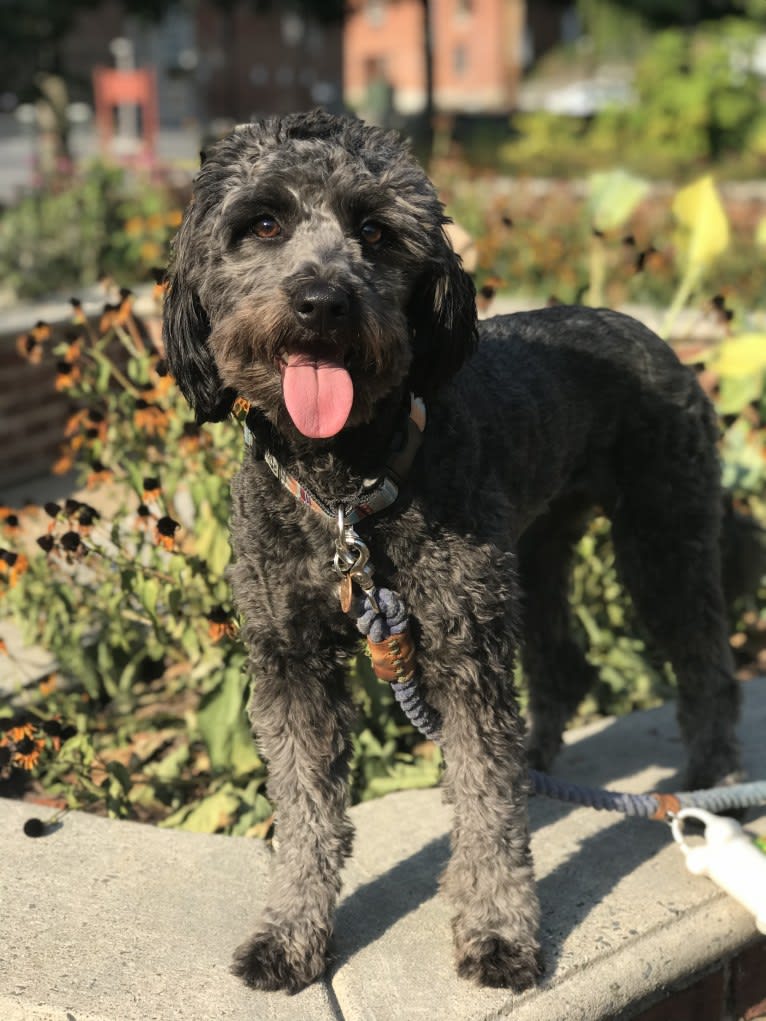 Bluebonnet, a Poodle (Small) and American Pit Bull Terrier mix tested with EmbarkVet.com