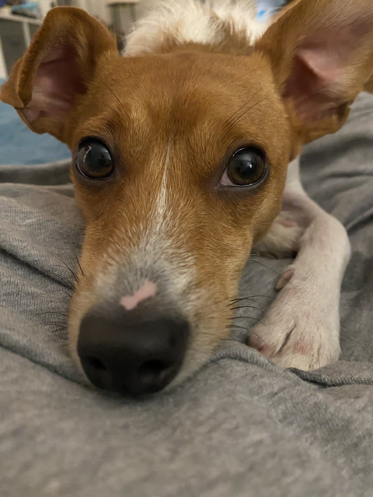 Doodle Ferrari, a Russell-type Terrier and Miniature Pinscher mix tested with EmbarkVet.com