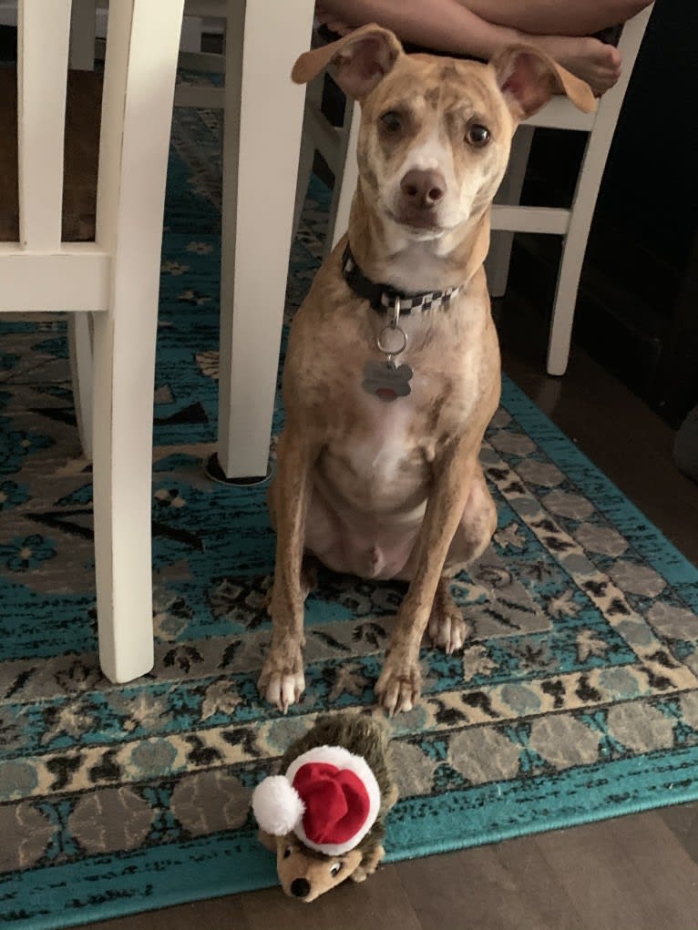 Dodger, a Mountain Cur tested with EmbarkVet.com