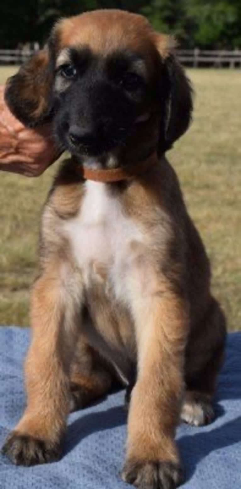 Bugatti, an Afghan Hound tested with EmbarkVet.com