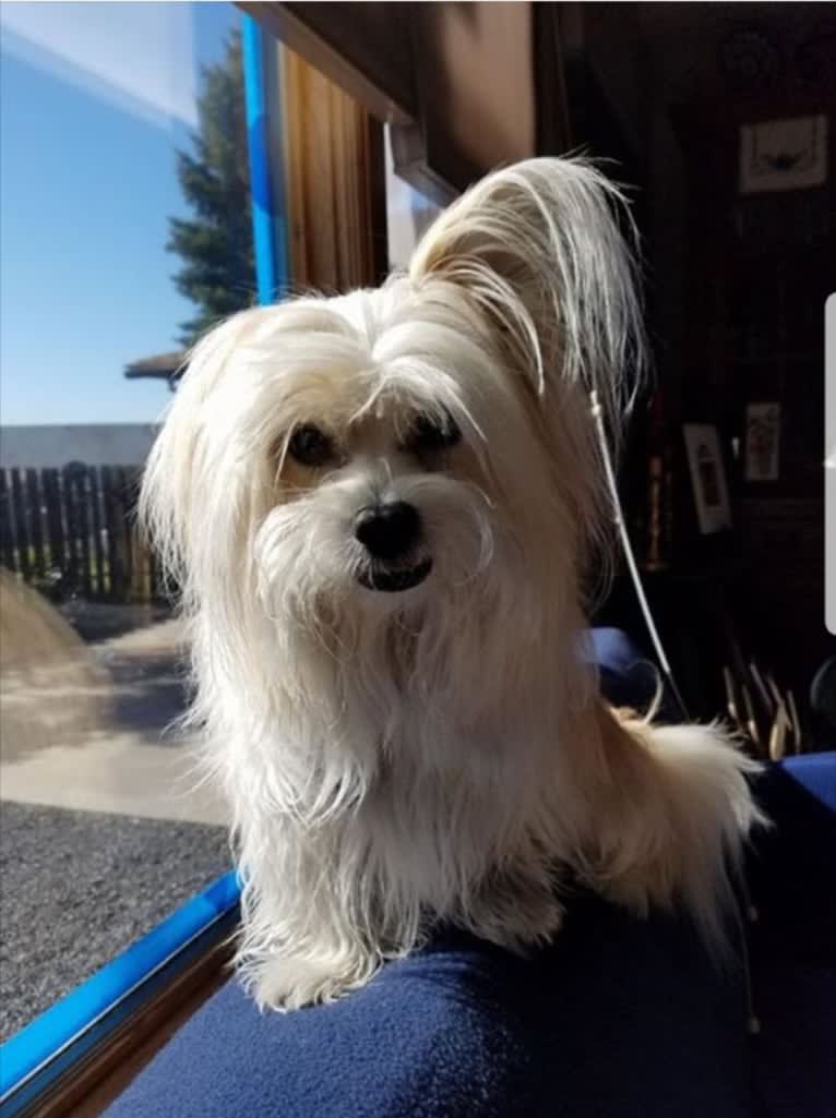 Whiskey, a Middle Eastern Village Dog and Pekingese mix tested with EmbarkVet.com