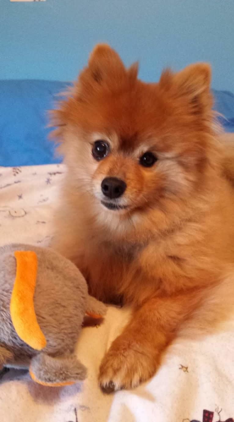 Zeke, a Pomeranian tested with EmbarkVet.com