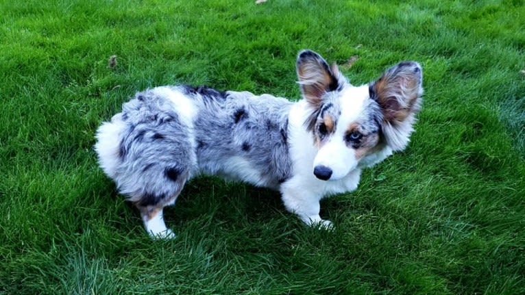 Lady Merle, a Cardigan Welsh Corgi and Pembroke Welsh Corgi mix tested with EmbarkVet.com