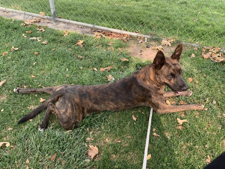 INU, an American Pit Bull Terrier and German Shepherd Dog mix tested with EmbarkVet.com