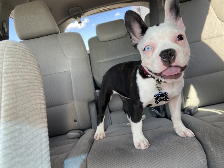 Luna, a French Bulldog and Boston Terrier mix tested with EmbarkVet.com