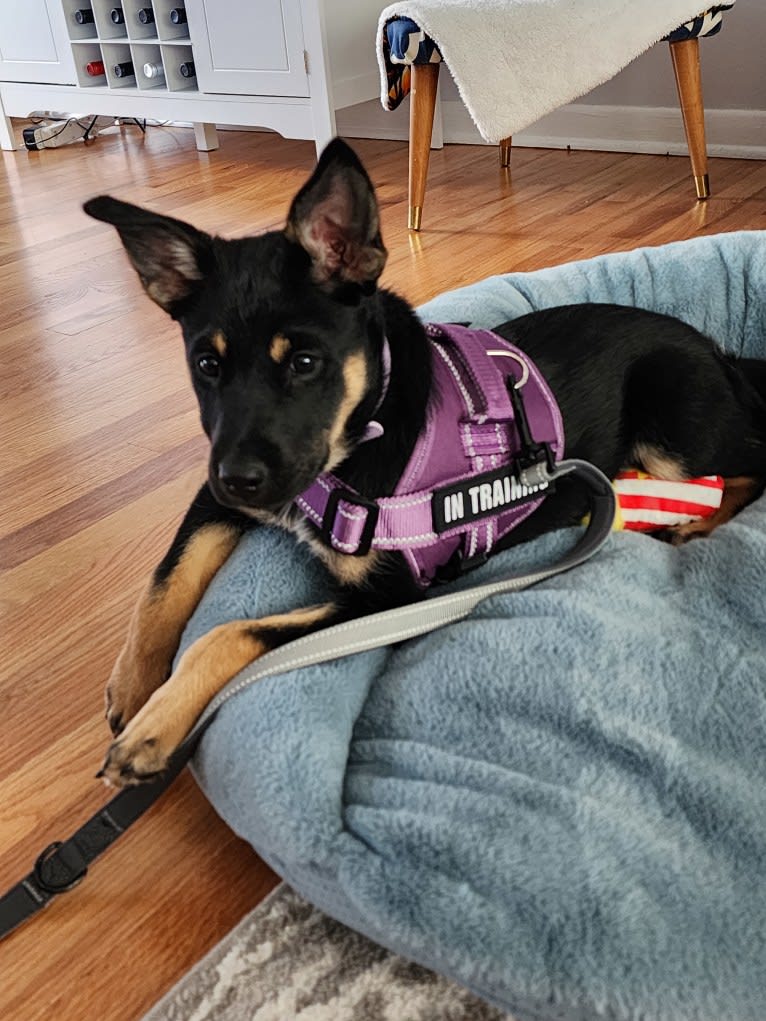 Tali'Zorah, an Australian Cattle Dog and Siberian Husky mix tested with EmbarkVet.com