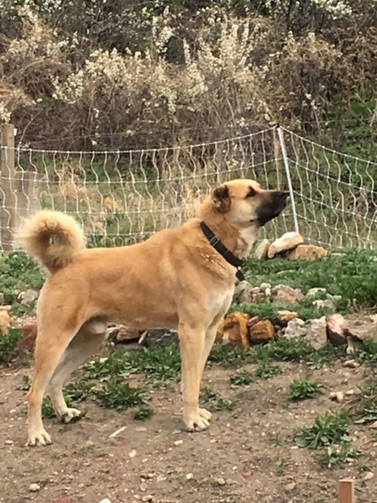 Asim, a Middle Eastern Village Dog tested with EmbarkVet.com