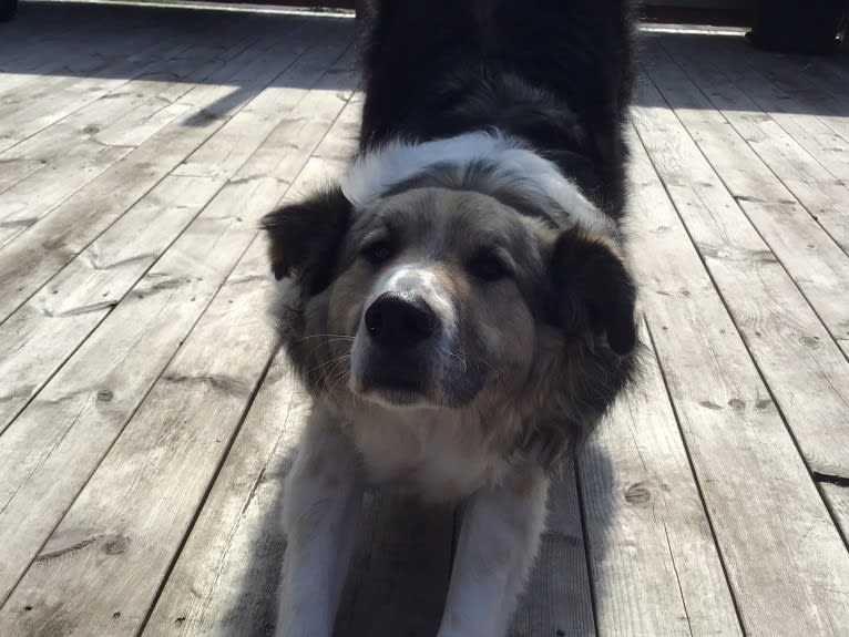 Mr Fluffy Russian Dog, a West Asian Village Dog tested with EmbarkVet.com