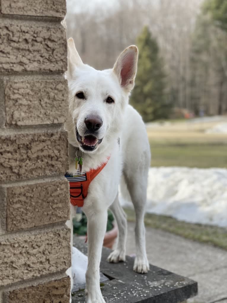 Apollo, a German Shepherd Dog and Maremma Sheepdog mix tested with EmbarkVet.com