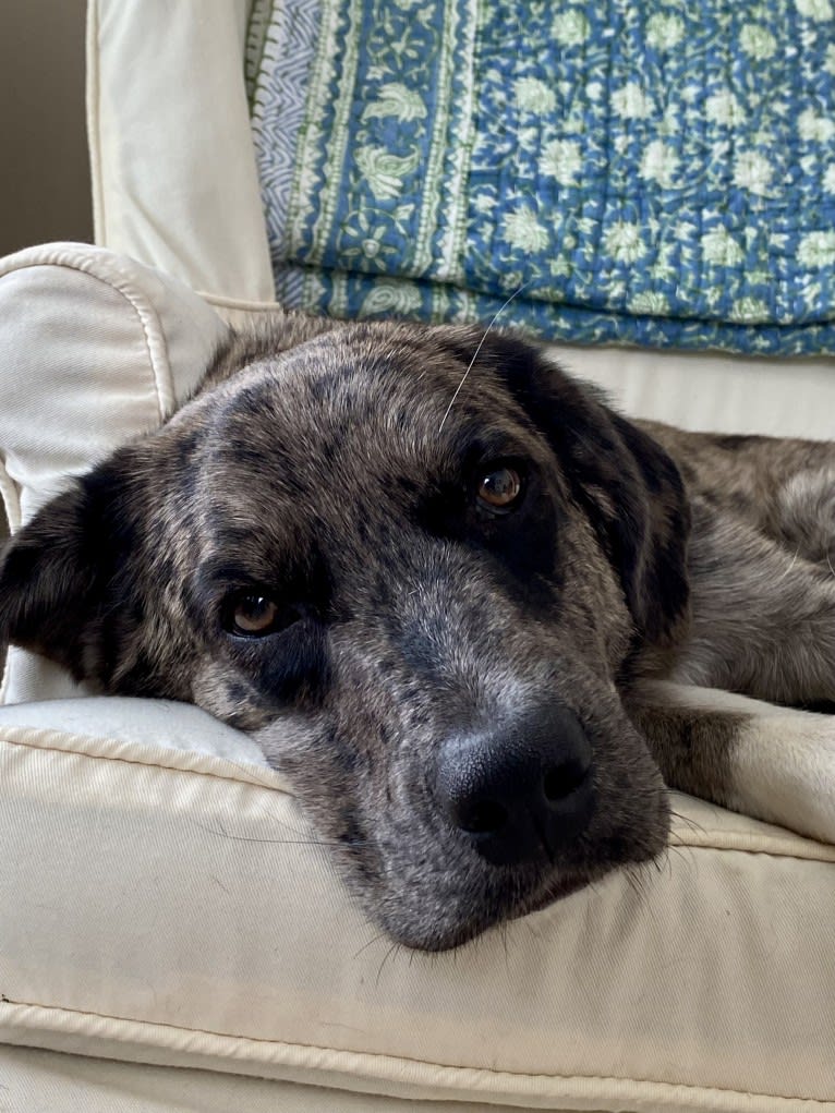 Tiller, a Great Pyrenees and German Shepherd Dog mix tested with EmbarkVet.com