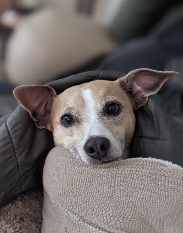 Katie, a Rat Terrier tested with EmbarkVet.com