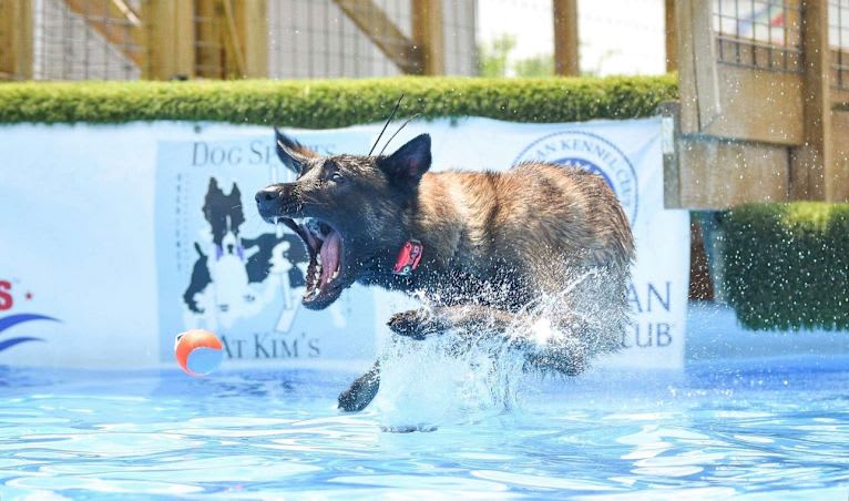 Valor, a Belgian Shepherd tested with EmbarkVet.com