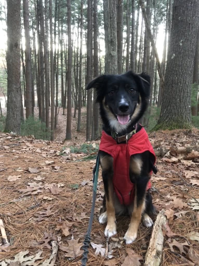 Sierra, a Border Collie and Australian Cattle Dog mix tested with EmbarkVet.com