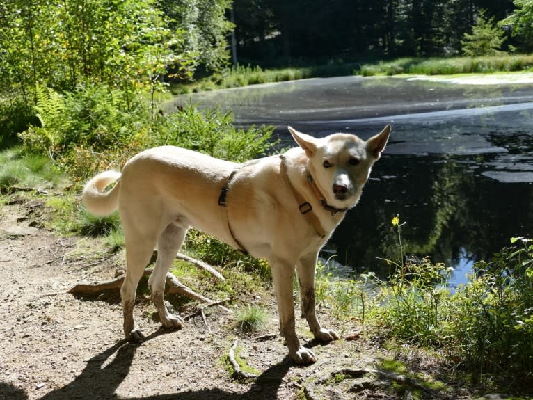 Widu, a Canaan Dog tested with EmbarkVet.com