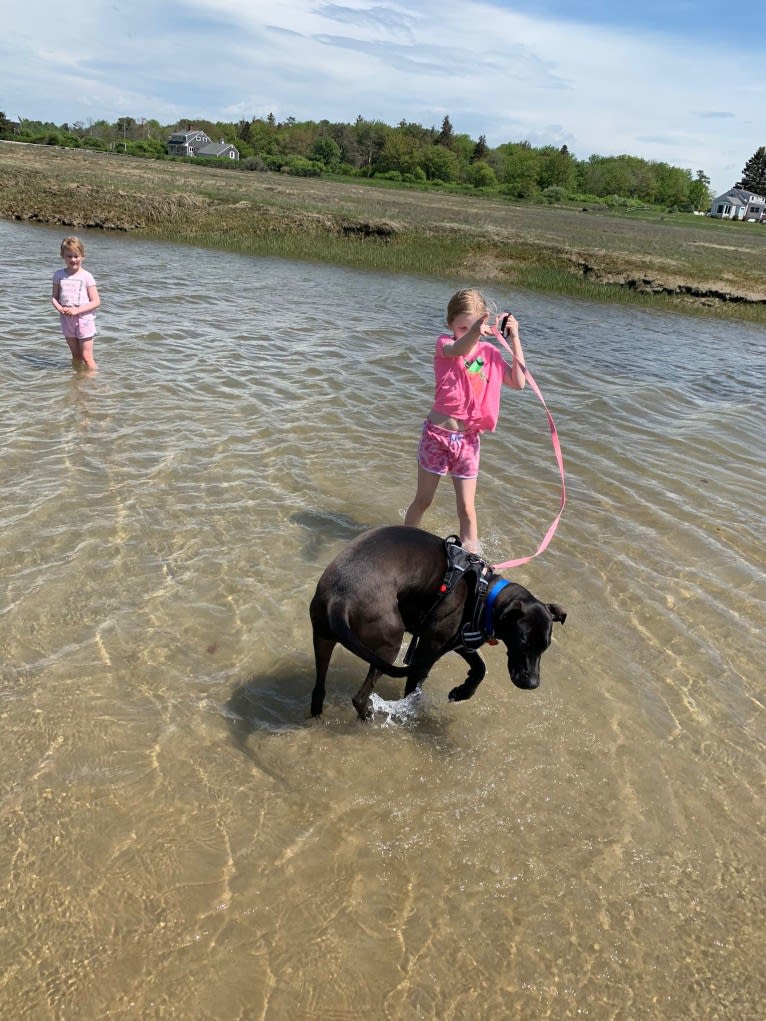 Buddy, an American Pit Bull Terrier and Great Dane mix tested with EmbarkVet.com