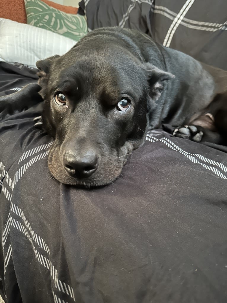Dowdy, an American Pit Bull Terrier and Chow Chow mix tested with EmbarkVet.com