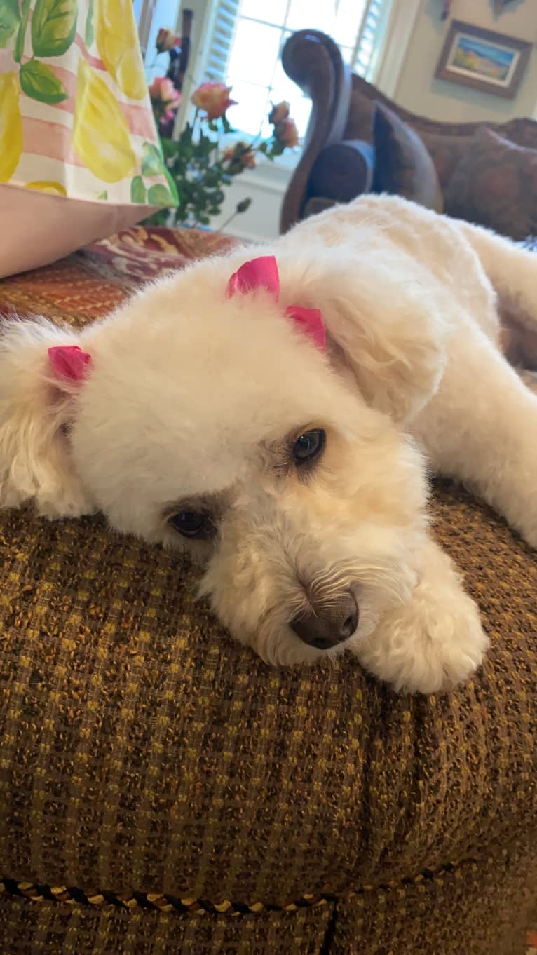 Harlow, a Poodle (Small) and Cocker Spaniel mix tested with EmbarkVet.com