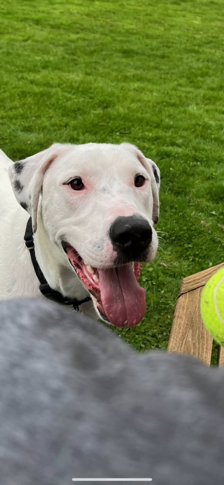 Dylan, an American Bully and Great Pyrenees mix tested with EmbarkVet.com