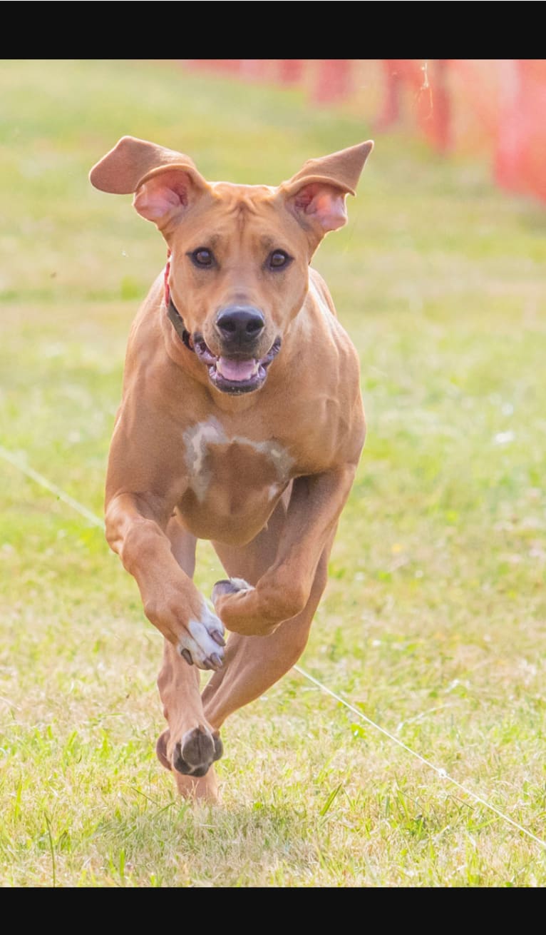 Iris, a Rhodesian Ridgeback tested with EmbarkVet.com