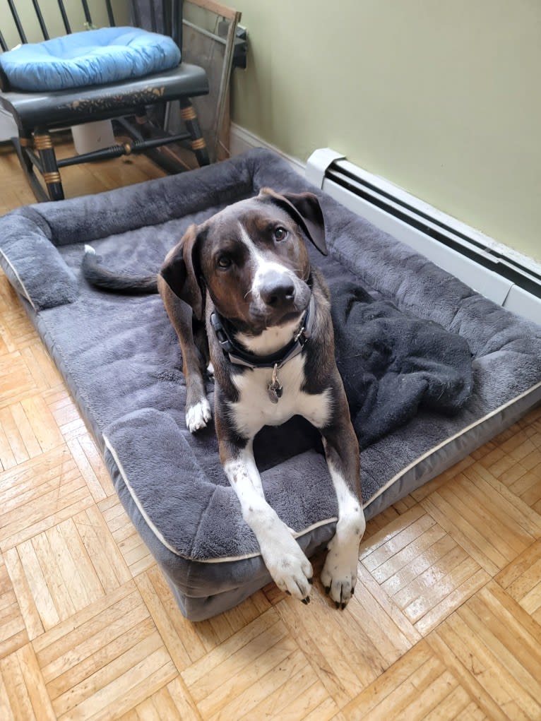 Boomer, an American Pit Bull Terrier and Labrador Retriever mix tested with EmbarkVet.com