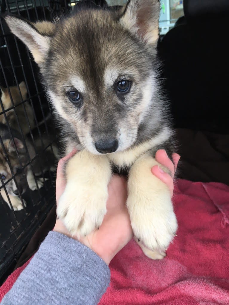 Leila, a Siberian Husky tested with EmbarkVet.com