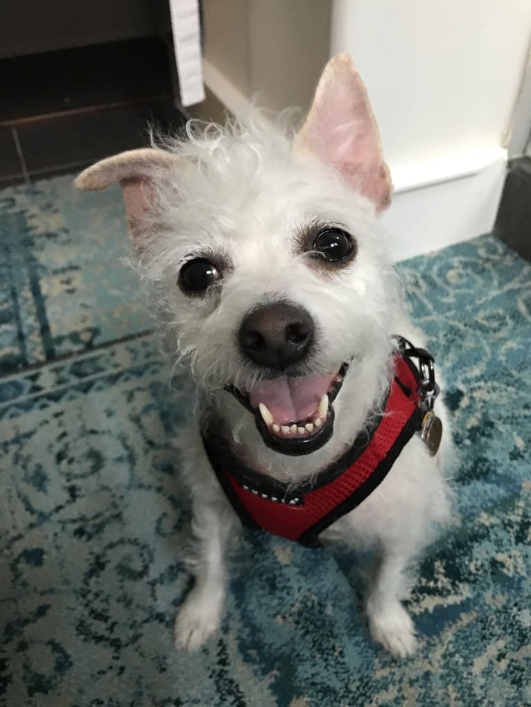 Coleen, a Rat Terrier and Poodle (Small) mix tested with EmbarkVet.com