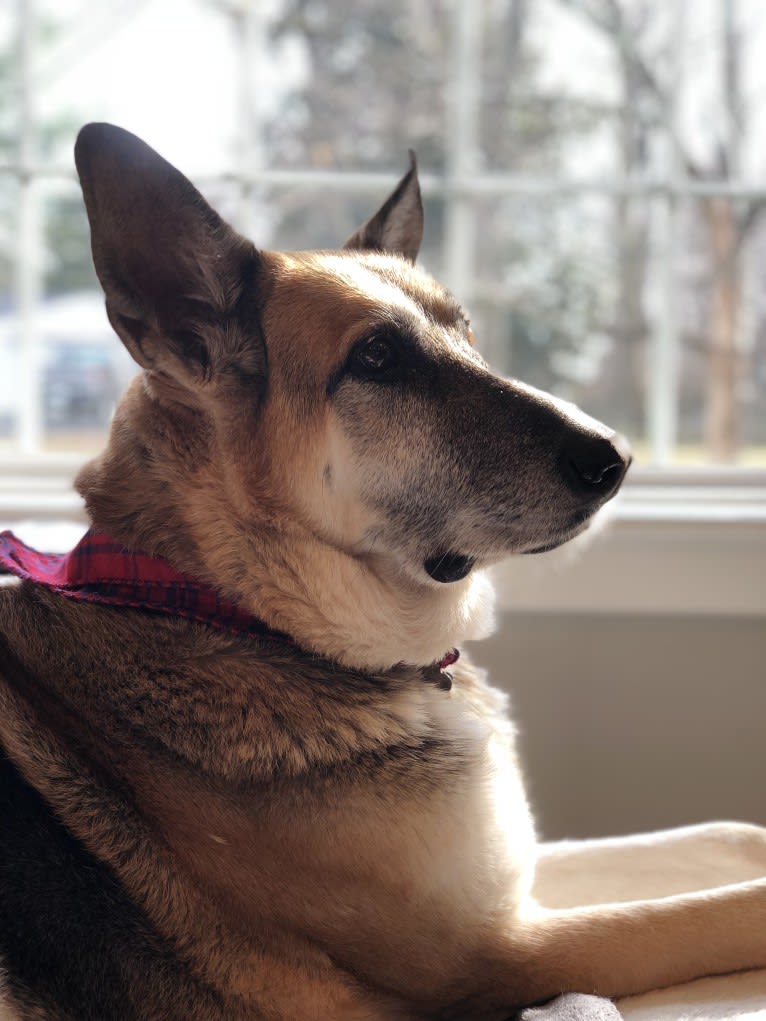 Brie, a German Shepherd Dog and American Eskimo Dog mix tested with EmbarkVet.com