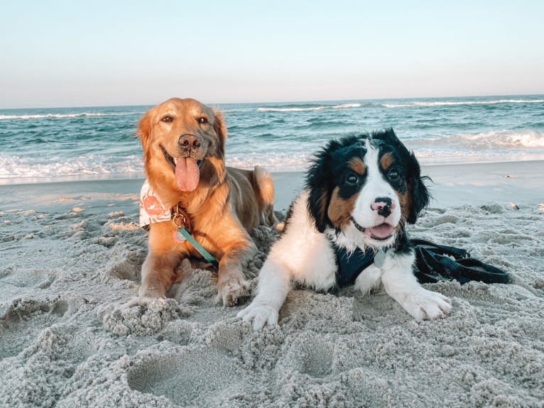 Marley, a Golden Retriever tested with EmbarkVet.com