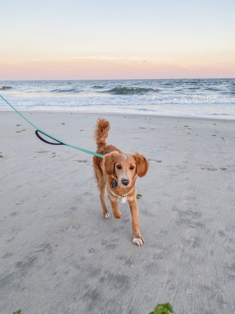 Benny, a Goldendoodle tested with EmbarkVet.com