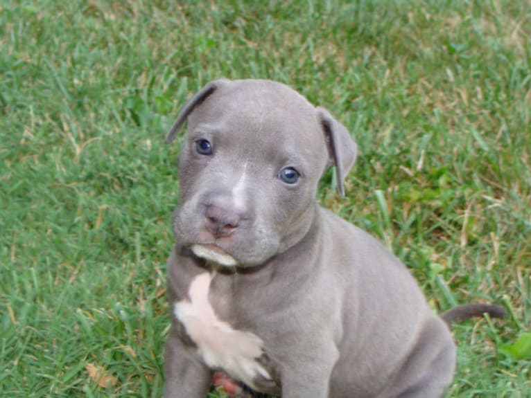 Niko, an American Pit Bull Terrier and American Staffordshire Terrier mix tested with EmbarkVet.com