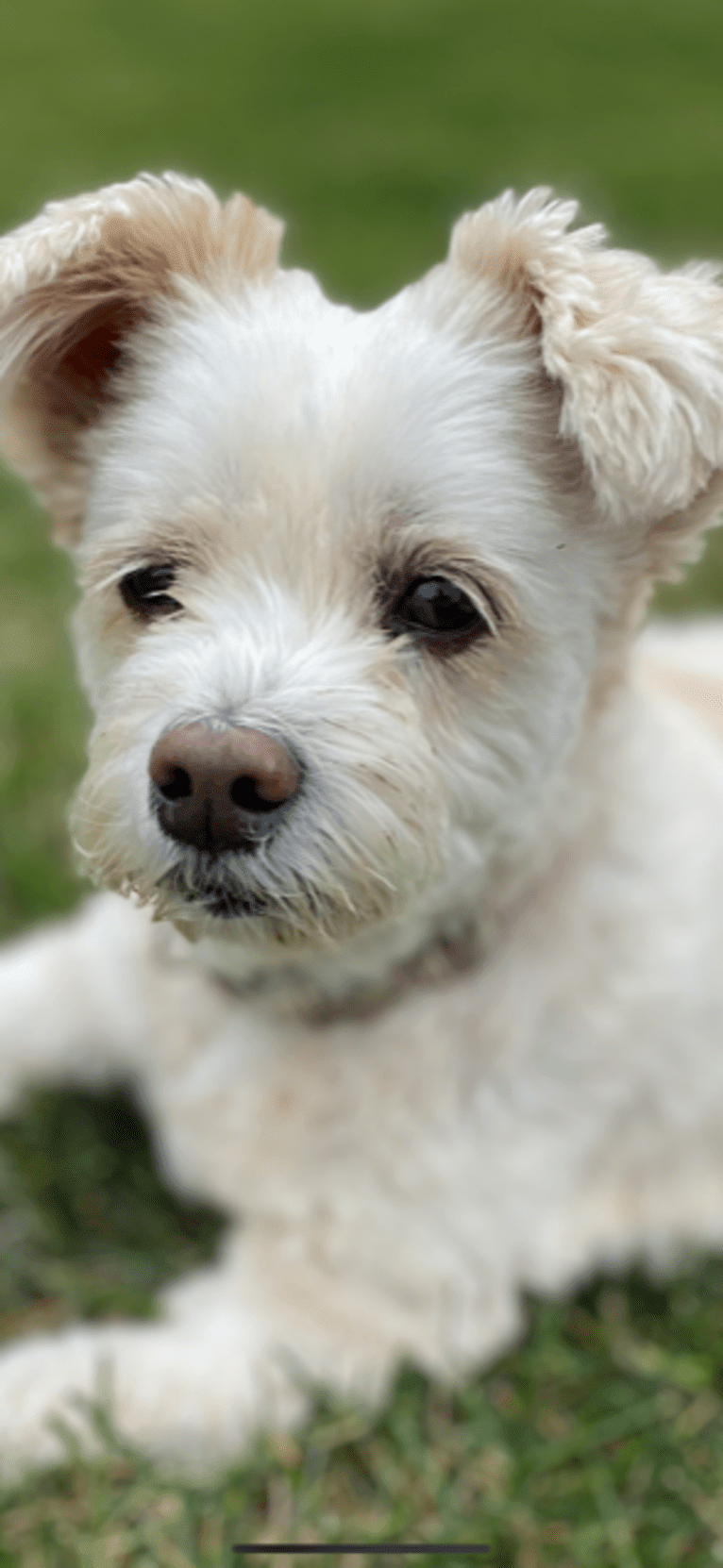 Zuzu, a Miniature Pinscher and Poodle (Small) mix tested with EmbarkVet.com