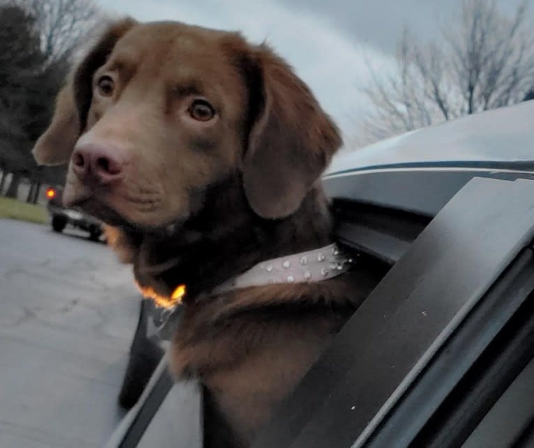 Mathrin Eby, an American Pit Bull Terrier and Golden Retriever mix tested with EmbarkVet.com