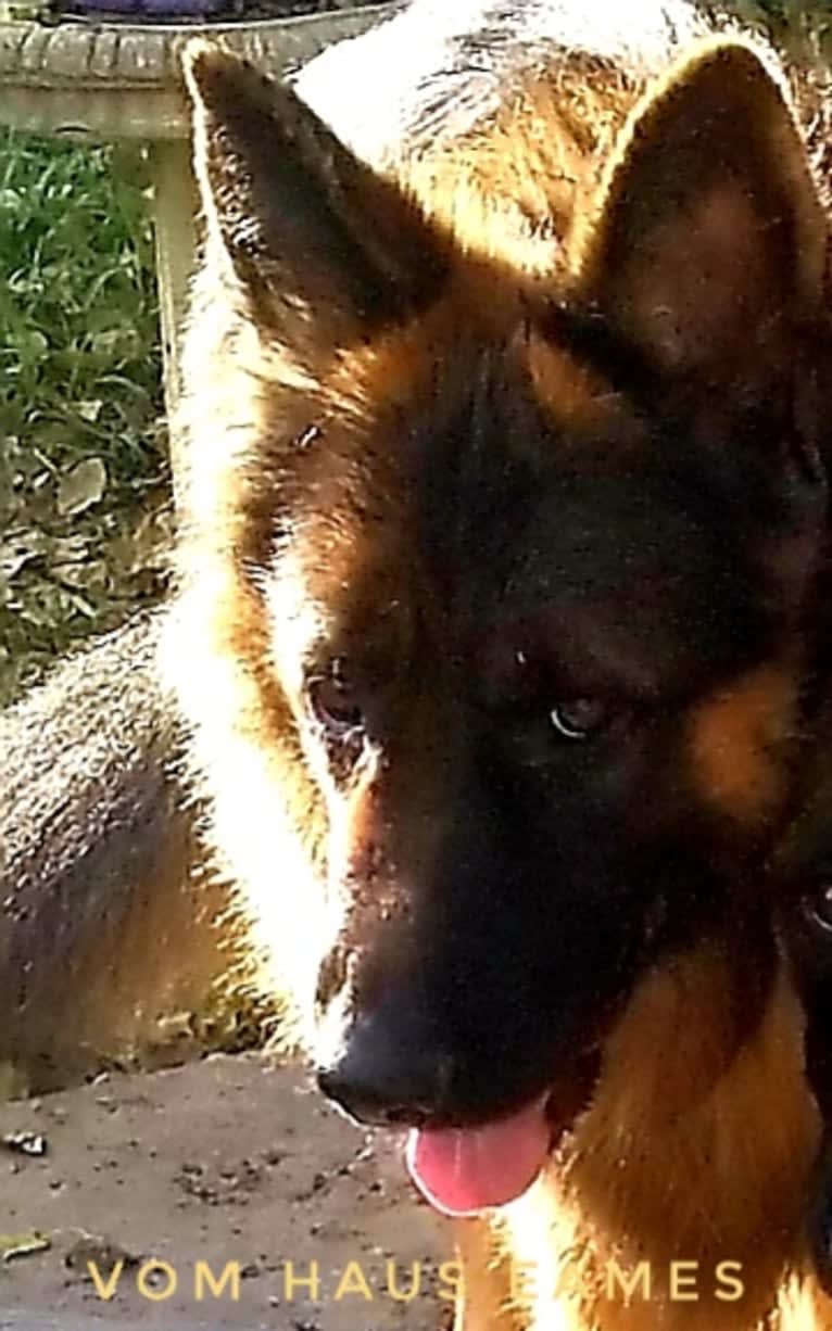 Nino, a German Shepherd Dog tested with EmbarkVet.com