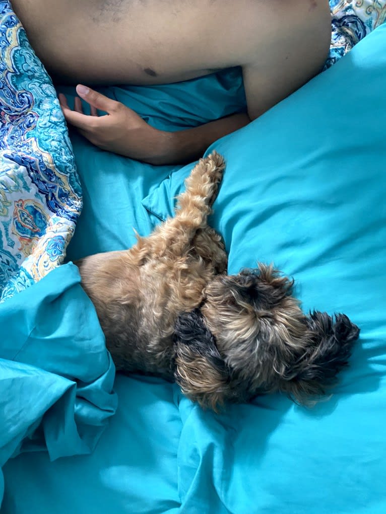 Dakota, a Shihpoo tested with EmbarkVet.com