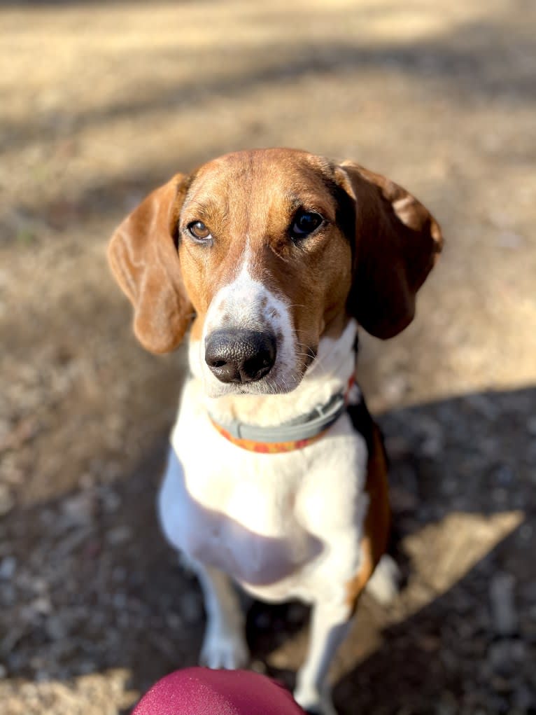 Roxy, a Treeing Walker Coonhound tested with EmbarkVet.com