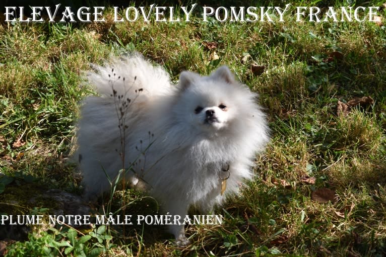 PLUME, a Pomeranian (21.2% unresolved) tested with EmbarkVet.com