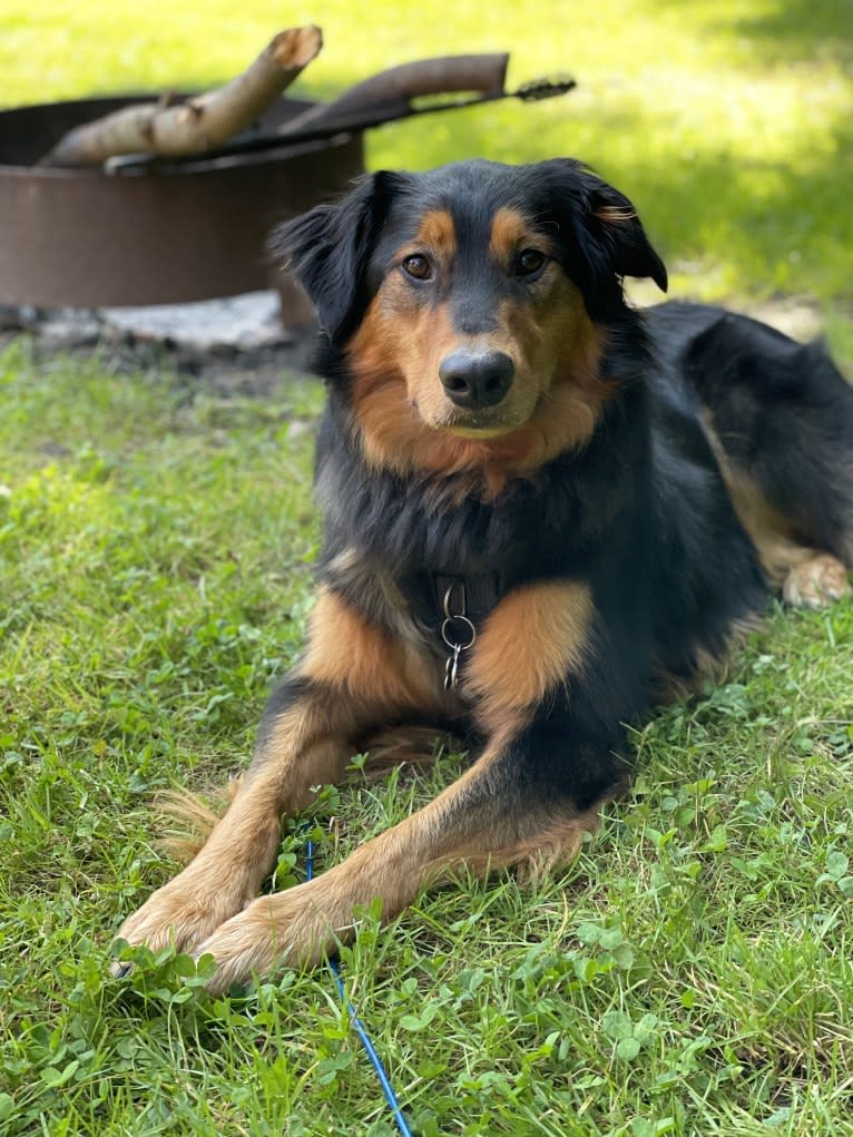 Louie, an English Shepherd tested with EmbarkVet.com