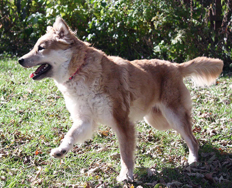 Tesla, a German Shepherd Dog and Golden Retriever mix tested with EmbarkVet.com