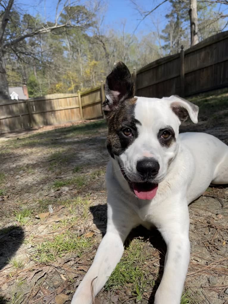 River, an American Pit Bull Terrier and Australian Cattle Dog mix tested with EmbarkVet.com