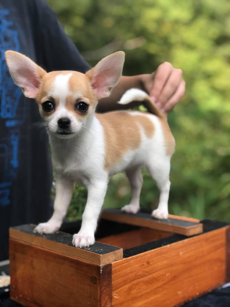 Charm, a Chihuahua tested with EmbarkVet.com