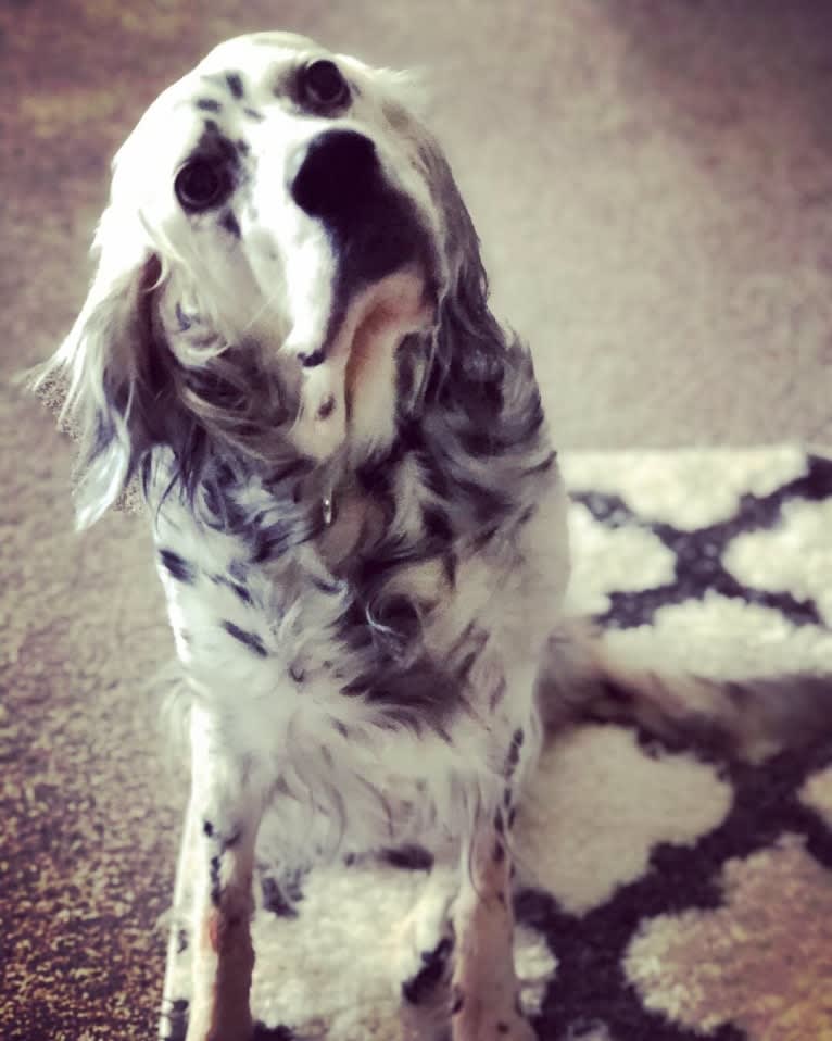 Velma, an English Setter (27.4% unresolved) tested with EmbarkVet.com