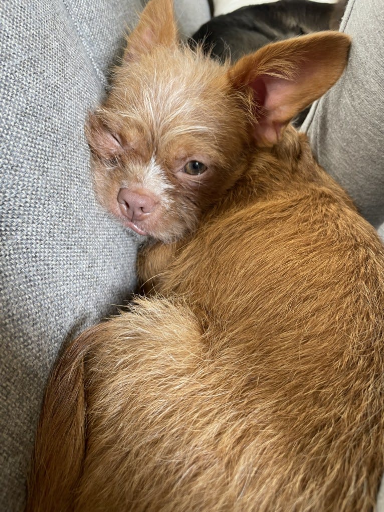 Penny, a Boston Terrier and Pekingese mix tested with EmbarkVet.com