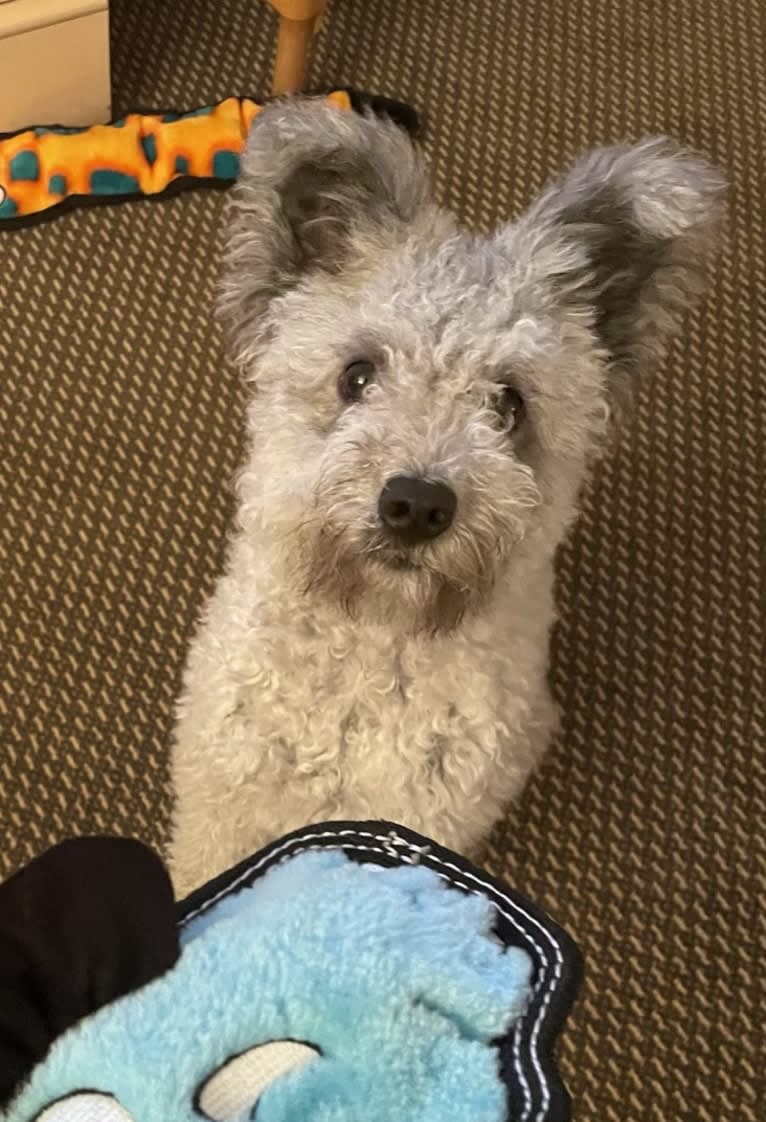TriSong's Waltzing Matilda- Tilley, a Pumi tested with EmbarkVet.com