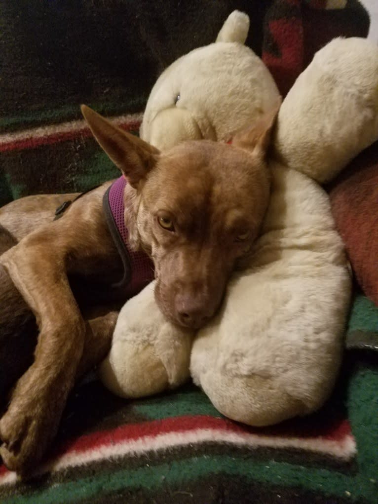 Coyote, a Boston Terrier and Labrador Retriever mix tested with EmbarkVet.com