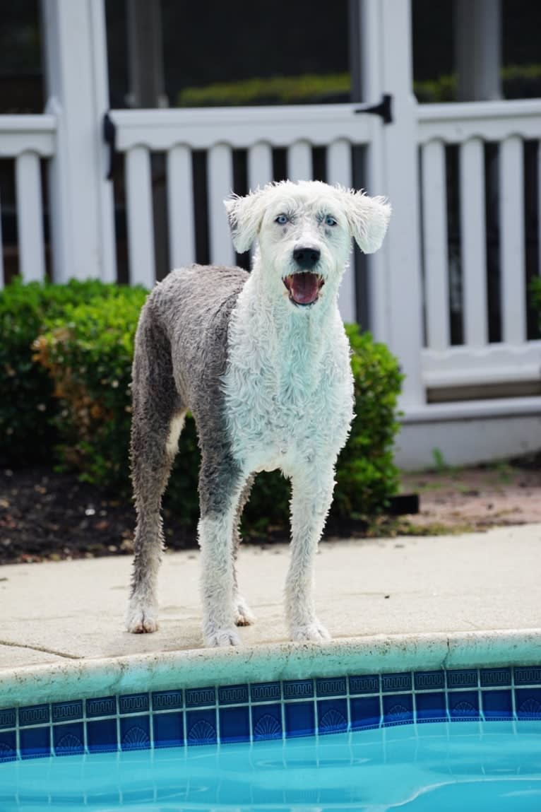 Sophie, an Old English Sheepdog tested with EmbarkVet.com