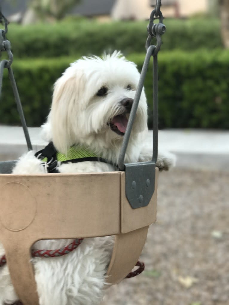 Koopa, a Maltese and Pomeranian mix tested with EmbarkVet.com